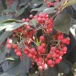 Cotoneaster coriaceus Franch.Кветка