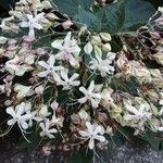 Clerodendrum indicumFlower