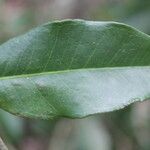 Eugenia stictopetala Leaf