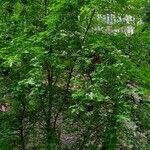 Crataegus monogyna Συνήθη χαρακτηριστικά