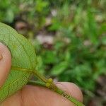 Passiflora auriculata Diğer