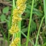 Carex vulpinoidea Flower