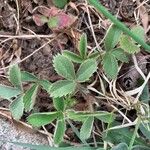 Fragaria virginiana Hoja