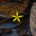 Voyria aphylla Virág