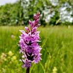 Dactylorhiza majalisFlower