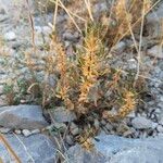 Ononis pusilla Hoja