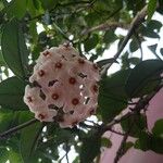 Hoya carnosa 花