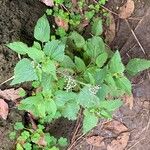 Ageratum conyzoides Fuelha