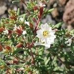 Frankenia ericifolia Flor