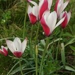 Tulipa clusiana Habitus