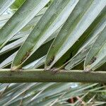 Butia capitata Leaf