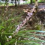 Liriope spicata Flor