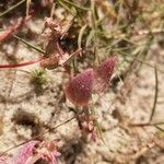 Atriplex laciniata Лист