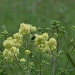 Thalictrum flavum 花