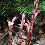 Phelipanche arenaria Blüte