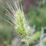 Cynosurus echinatus Fula