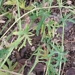 Malope trifida Leaf