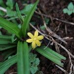 Hypoxis decumbens Λουλούδι