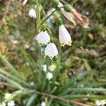 Leucojum aestivumЦветок