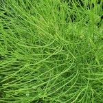 Equisetum arvense List