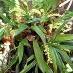 Eria rostriflora عادت داشتن