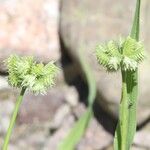 Dactyloctenium radulans Fruto