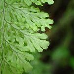 Hymenophyllum fucoides Leaf