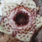 Stapelianthus keraudreniae Flower