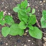 Petunia integrifolia ᱥᱟᱠᱟᱢ