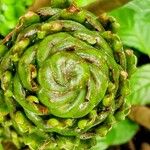 Costus afer Λουλούδι
