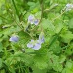 Veronica chamaedrysFlor