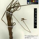 Cephalostemon gracilis Otro