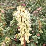Astragalus canadensis Floro