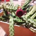 Huernia schneideriana Lorea