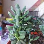 Crassula rogersii Yaprak