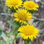 Inula spiraeifolia Flower