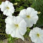 Petunia axillaris Flor