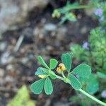 Medicago minima Folha