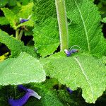 Salvia pratensis Blatt