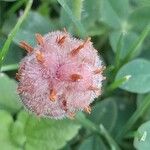 Trifolium fragiferum Плід