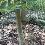 Carya pallida Corteza
