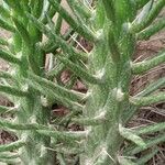 Austrocylindropuntia cylindrica Liść