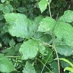 Rubus imbricatus Leaf