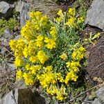 Erysimum jugicola Flower