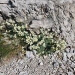 Saxifraga caesia Blüte