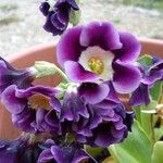 Primula auricula अन्य