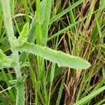 Nidorella aegyptiaca Folha