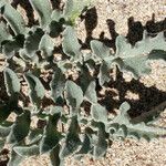 Crocodilium pumilio Leaf