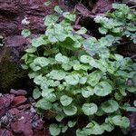 Cardamine asarifolia Libunga