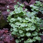 Cardamine asarifolia Celota